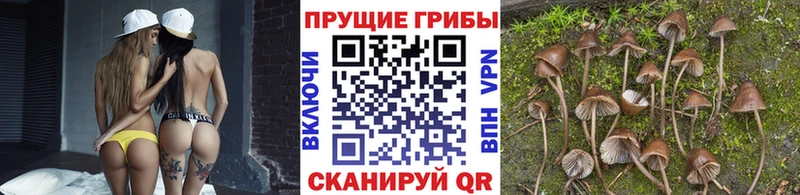 Купить  Очёр  Псилоцибиновые грибы Cubensis 